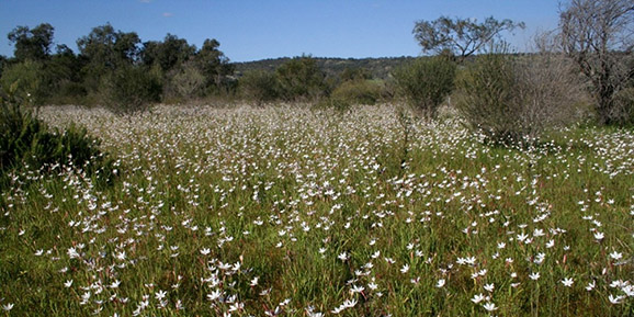 Hesperantha falcata