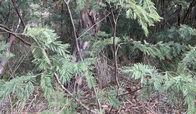Trunk
