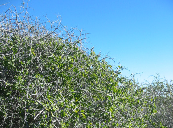 Boxthorn (DBCA)