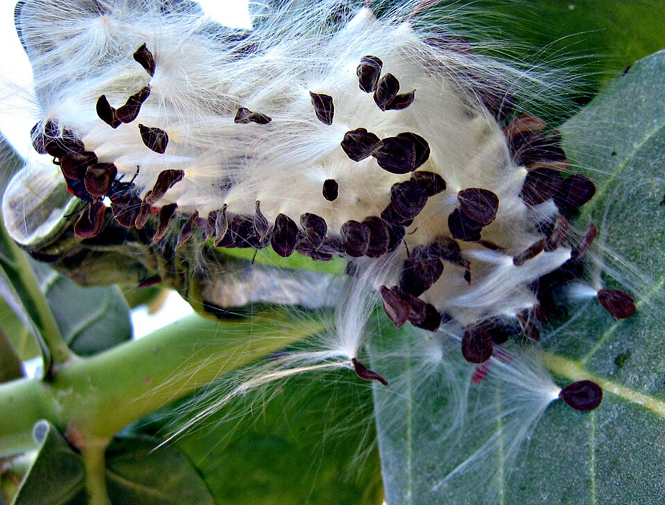 Seed