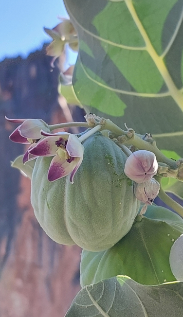 Fruit