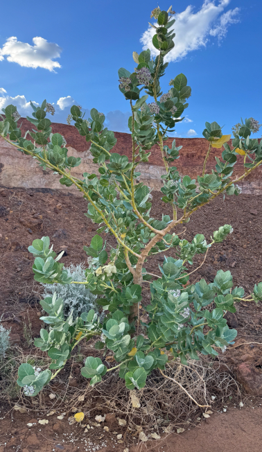 Calotropis small tree