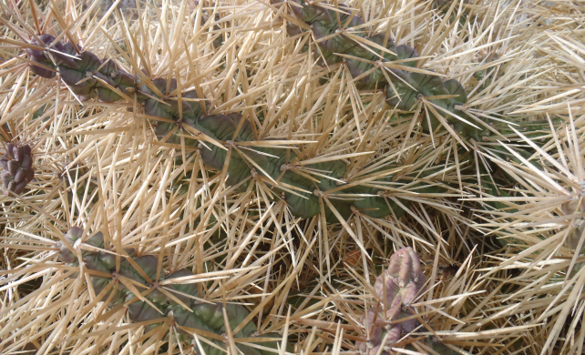 Pads below long spines