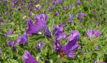 Echium plantagineum (CC0)
