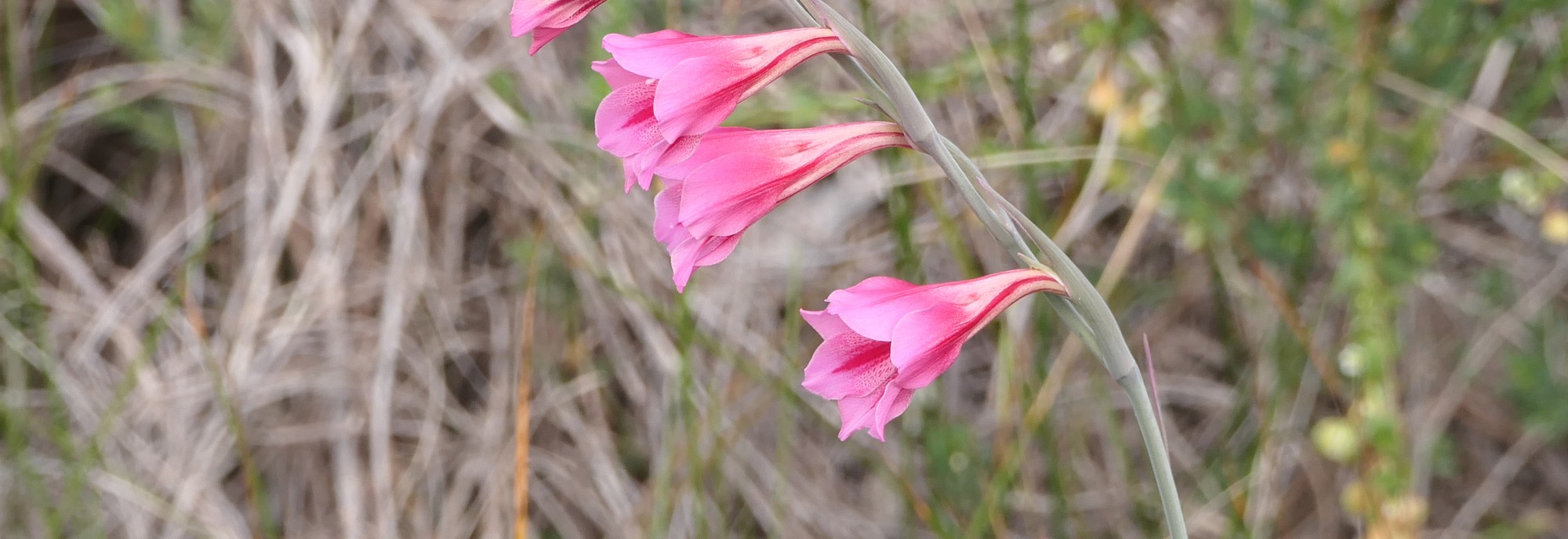 Gladiolus caryophyllaceus flowers. © Russell Cumming
