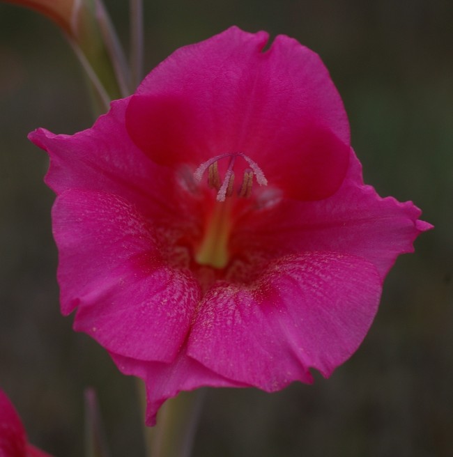 Gladiolus caryophyllaceus flower. © Russell Cumming