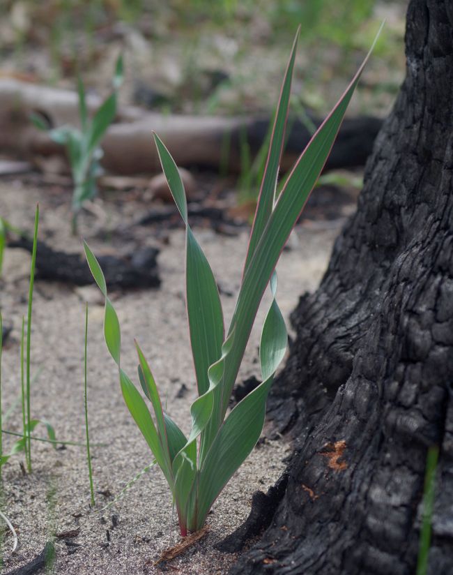 Gladiolus caryophyllaceus leaves. © Russell Cumming