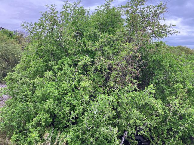 Boxthorn (inaturalist https://www.inaturalist.org/photos/676415856)