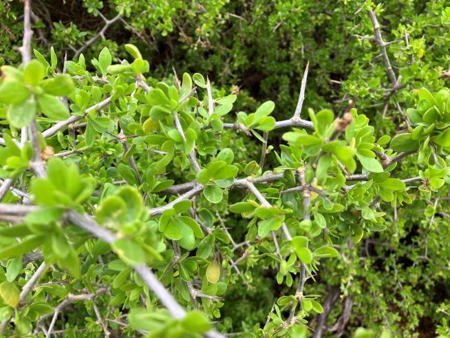 Boxthorn (inaturalist https://www.inaturalist.org/photos/676414727)