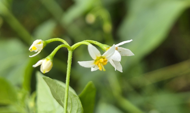 Flowers (DBCA)