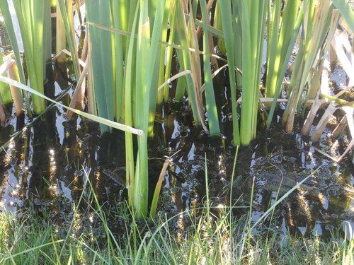 Typha