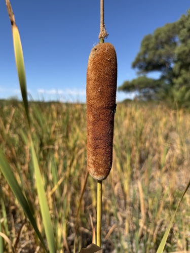 Typha flower spike
