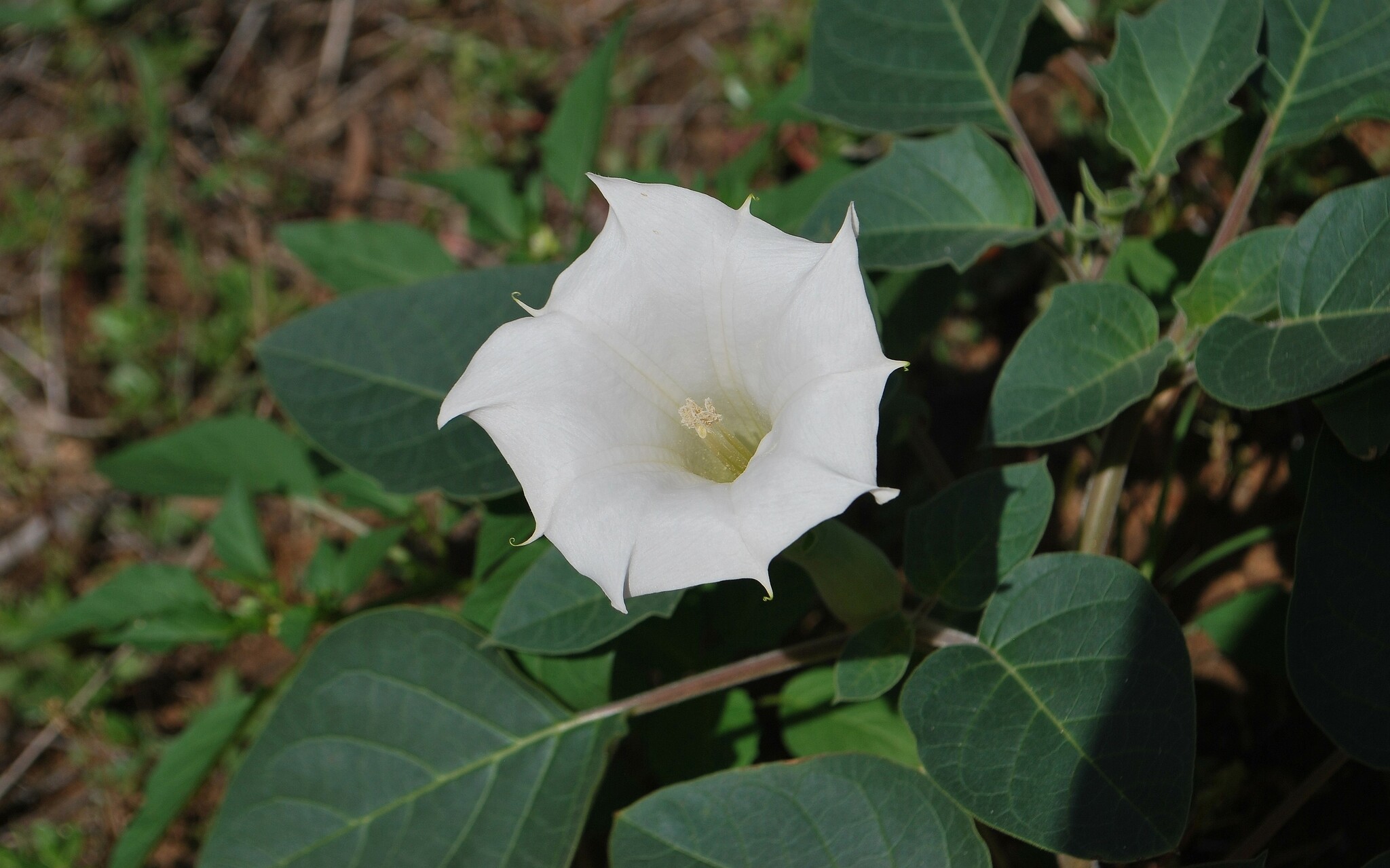 Downy thornapple flower close up © Snow Dennis 