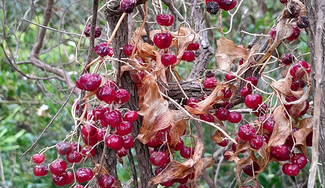 Bridal creeper fruits © basilsdonna