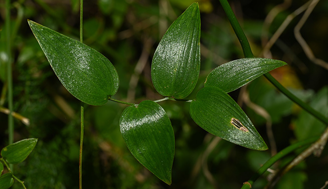 Bridal creeper leaves © Juan Ignacio Davoine