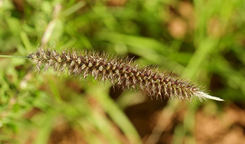 Buffel grass © lesgeorge