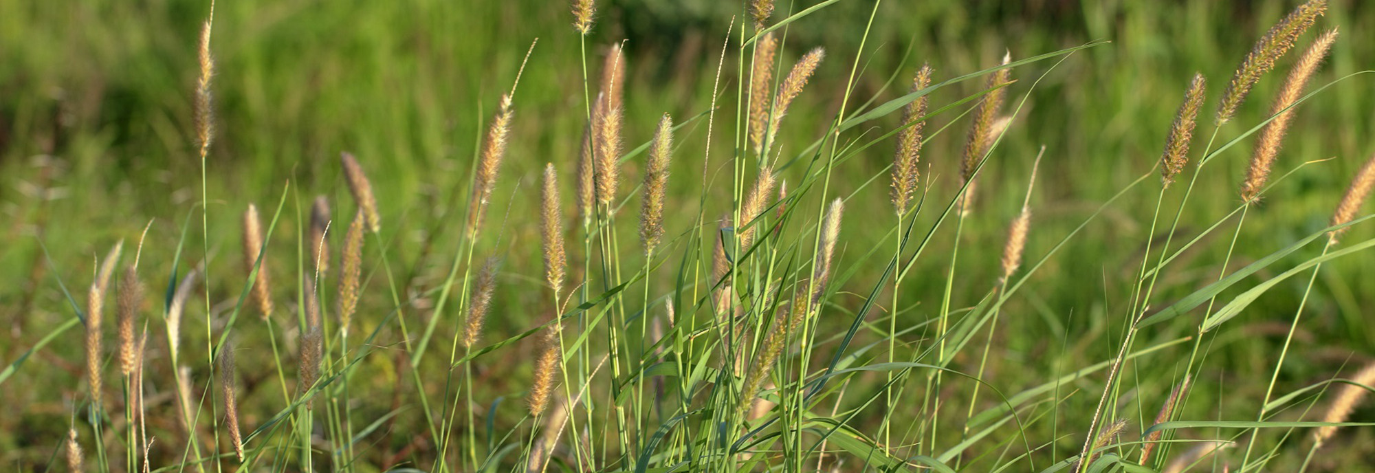 Buffel grass © lesgeorge
