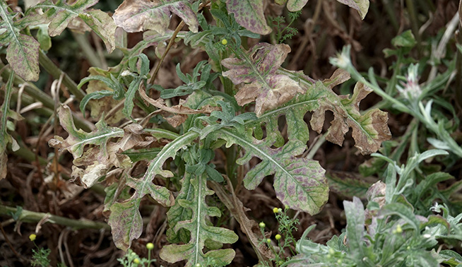 Maltese cockspur wilting and browning leaves © Andrea Kreuzhage