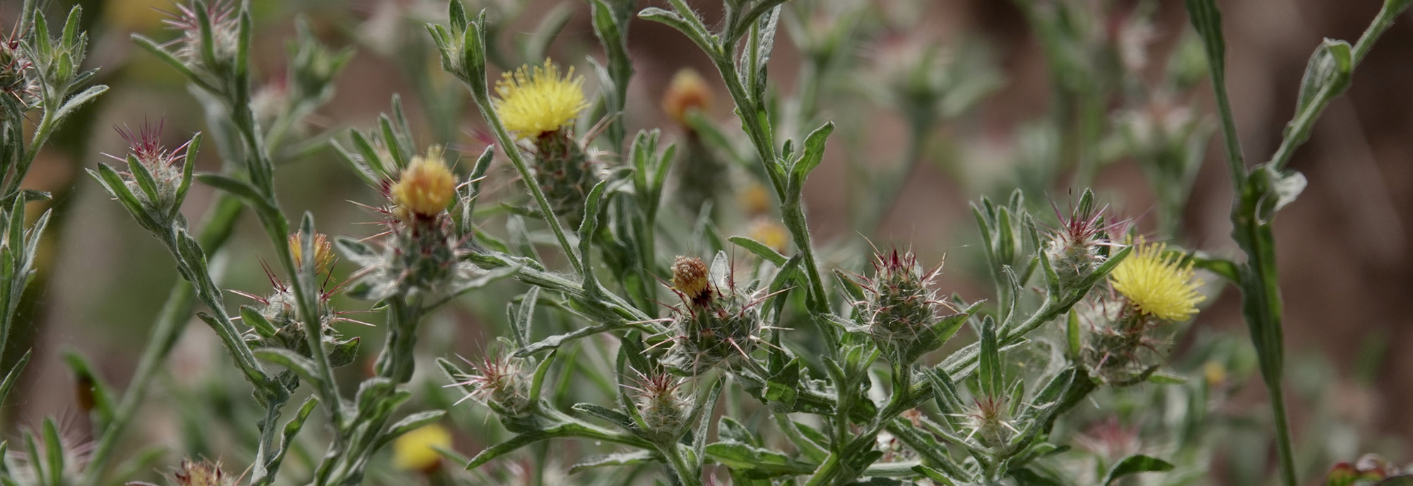 Maltese cockspur/Malta Thistle flowers and buds