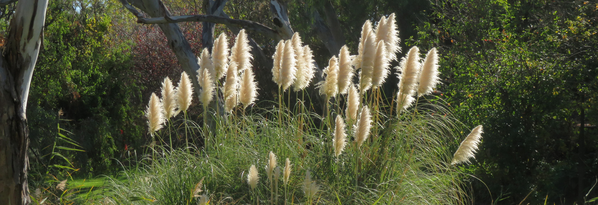 Pampas grass inflorescence © János Vörösbaranyi