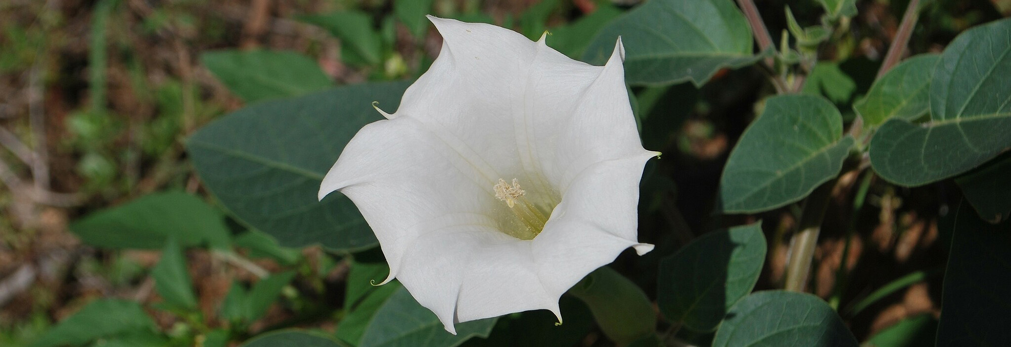 Downy thornapple flower close up © Snow Dennis 