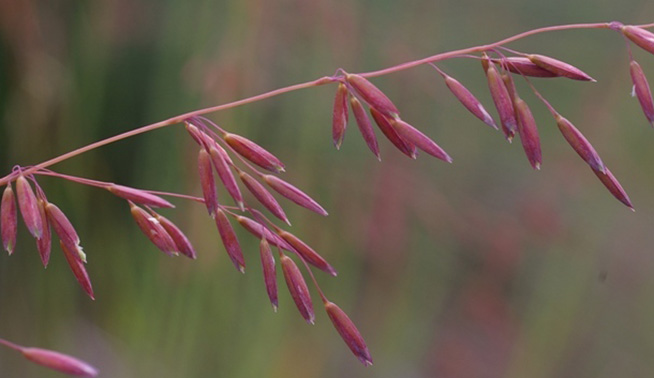 Perennial Veldt Grass flowers pre-opening © Russell Cumming