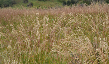 ​​Perennial Veldt grass​ infestation © Christopher Stephens