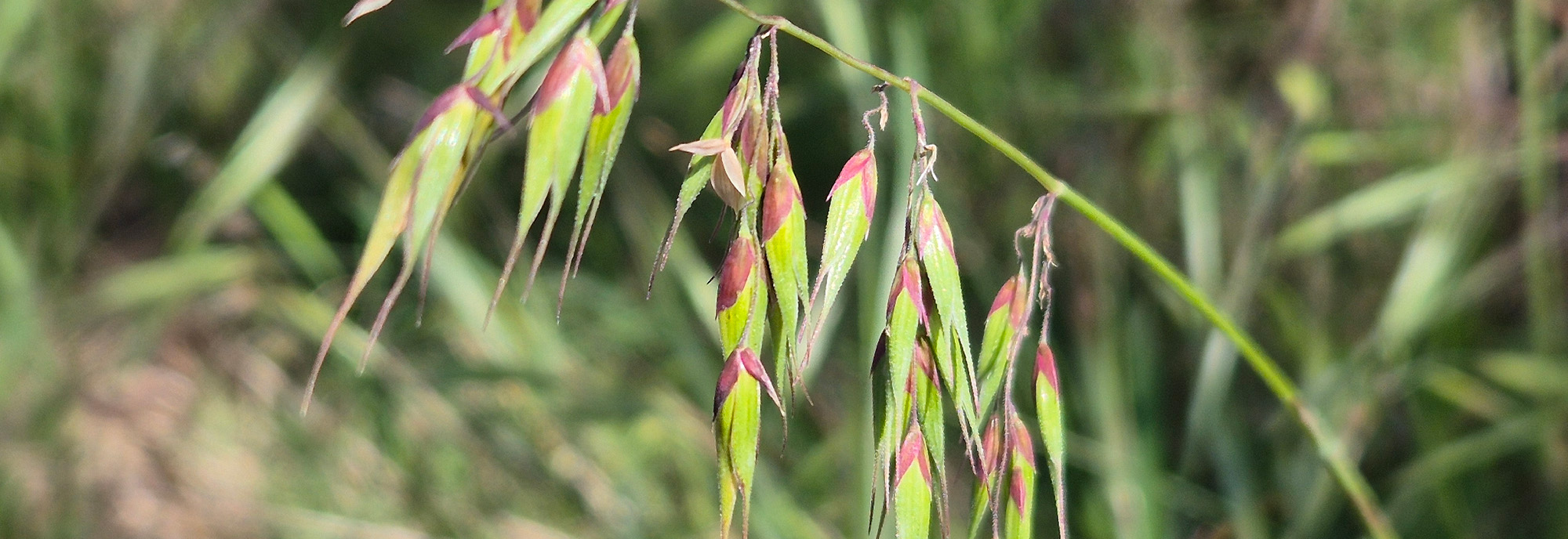 Annual veldt grass inflorescence © Alex