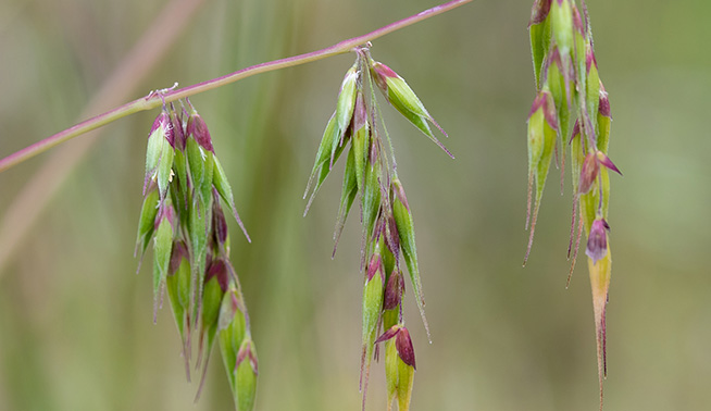Annual veldt grass inflorescence © Alex