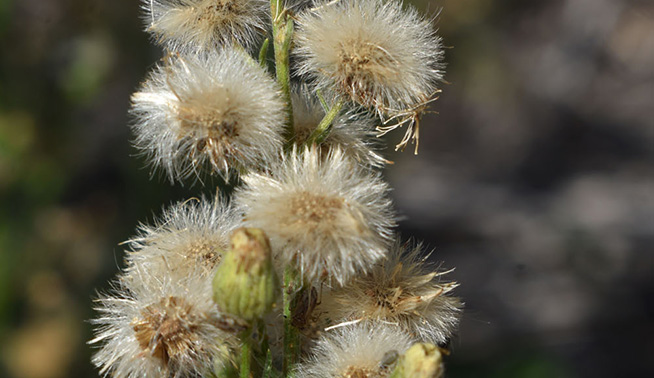 Flaxleaf fleabane flower © Thomas Mesaglio