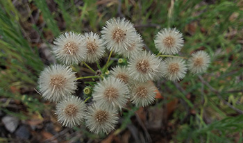Flaxleaf fleabane pappus © Mike