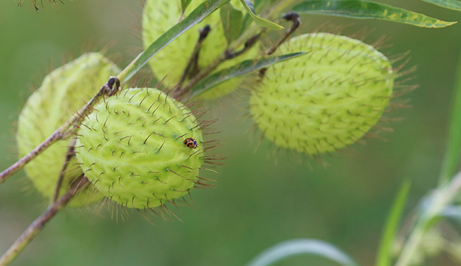 Narrowleaf cottonbush flower © Richard Fuller