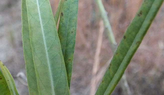 Narrowleaf cottonbush leaf close up © Nick Lambert