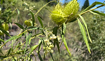 Narrowleaf cottonbush flowers and fruits © Vik Dunis