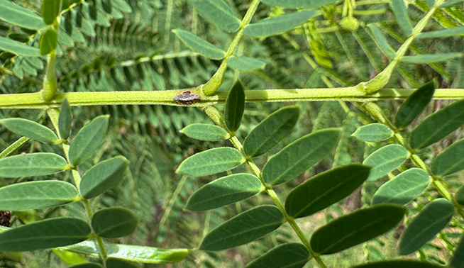 Leucaena leaves © ryanthughes