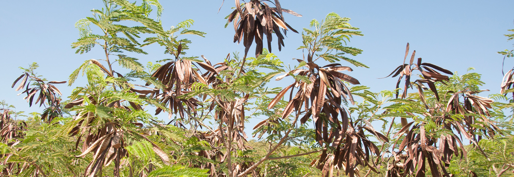 Leucaena tree with seed pods © Darren Fielder 
