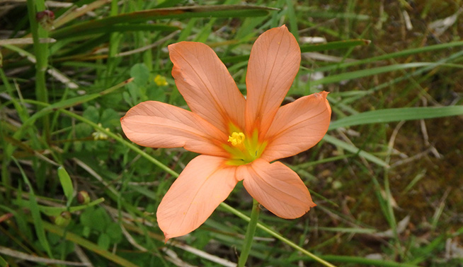 One-leaf Cape Tulip © Geoffery Cox