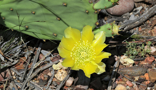 Common Prickly Pear flower © thaliabroughton
