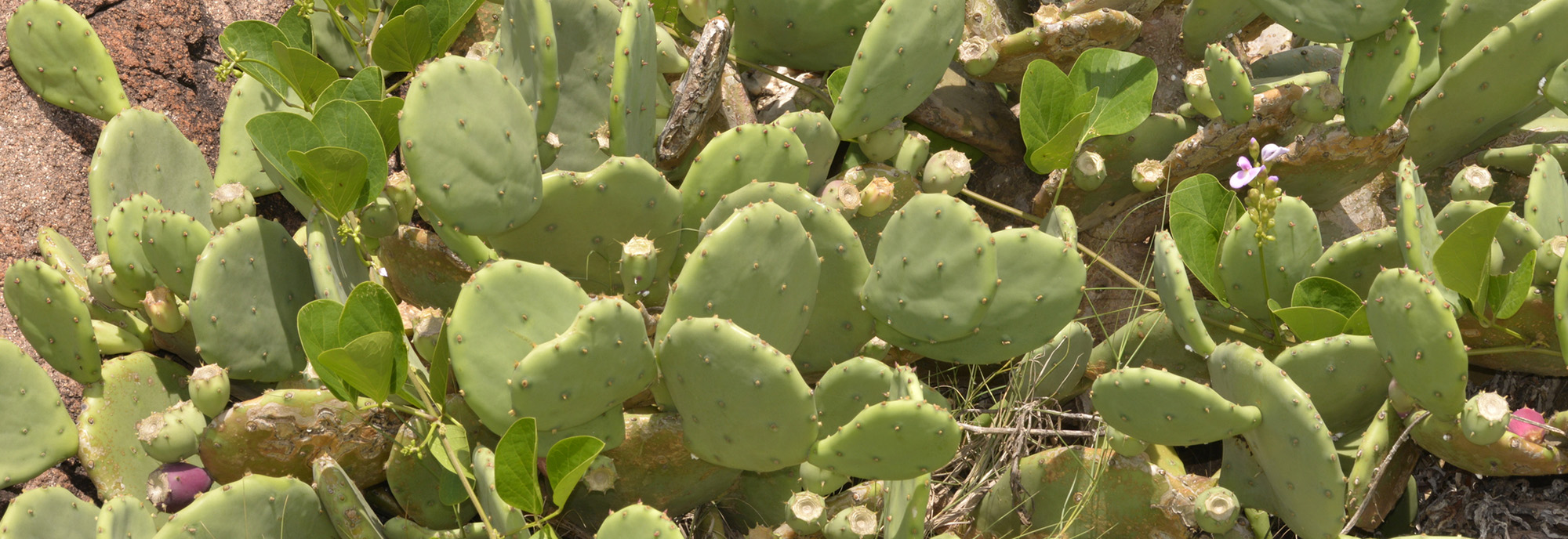Common Prickly Pear infestation © Nick Lambert 