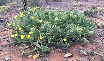Common Prickly Pear flowering infestation © Nick Lambert 