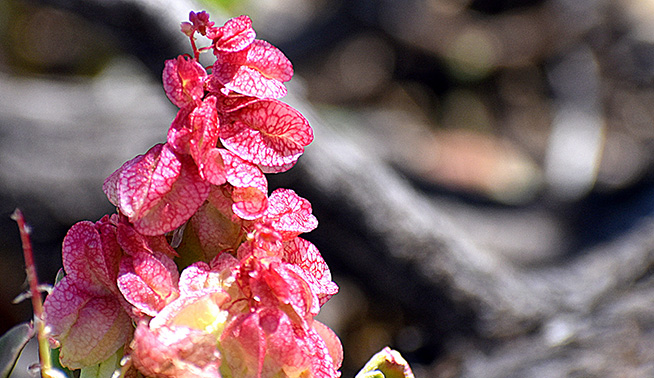 Ruby Dock flower © Tracey Hinton