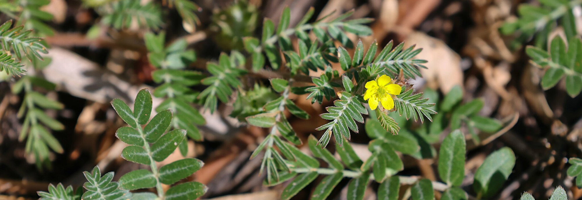 Caltrop leaf and flower © Richard Boon