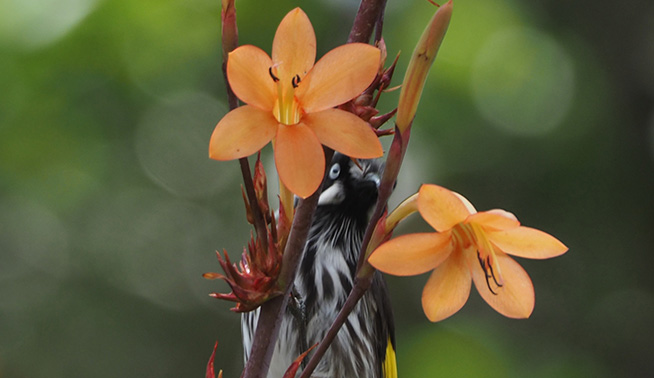 Bulbil watsonia © Jenny Donald