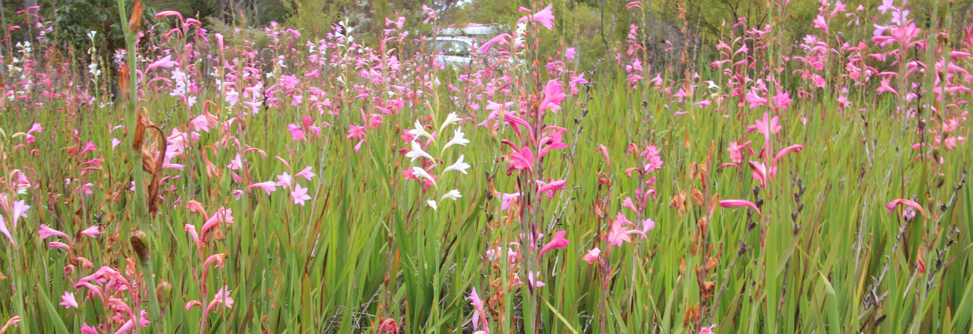 Bulbil watsonia © Brenton Prigge 