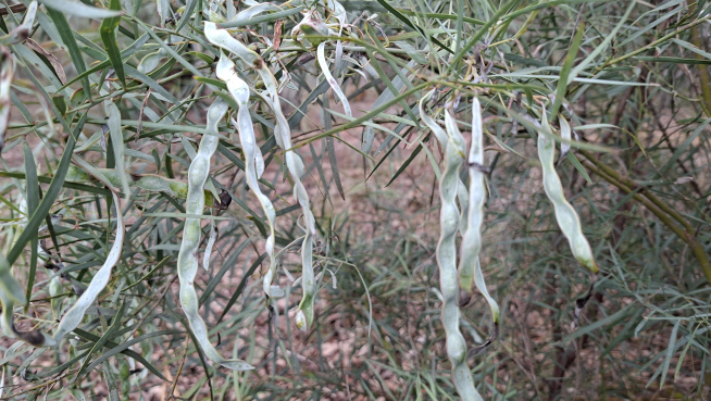 Pods DBCA