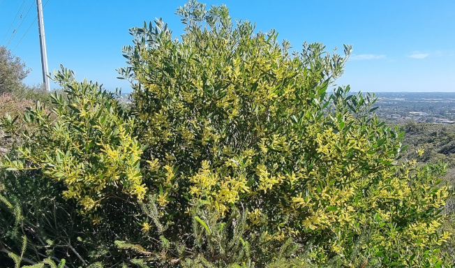 Small tree