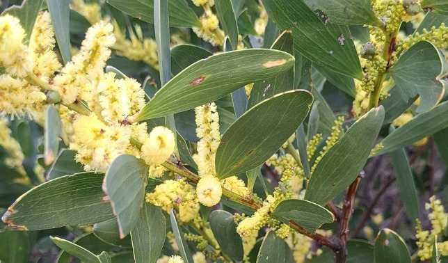 Coastal wattle © Richard Boon