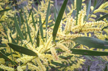 Acacia longifolia (DBCA)
