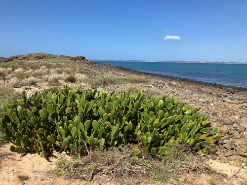 Boiler Rocks cactus