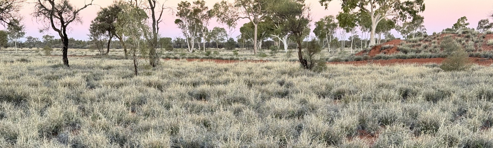 Buffel grass (Cenchrus ciliaris) infestation, (CC) Dr Manfred Jusaitis